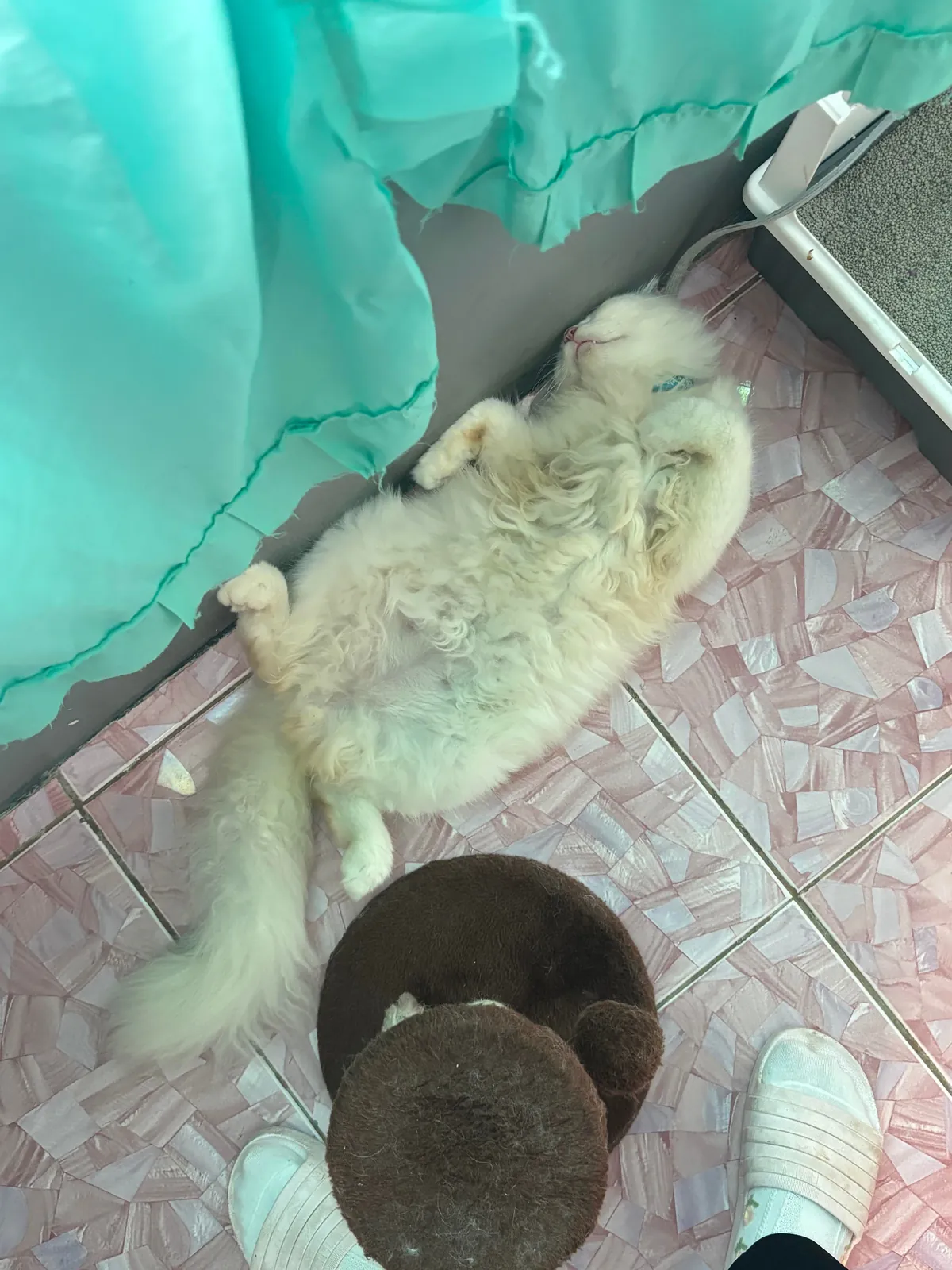 Happy 8 month birthday my yuki ❤️