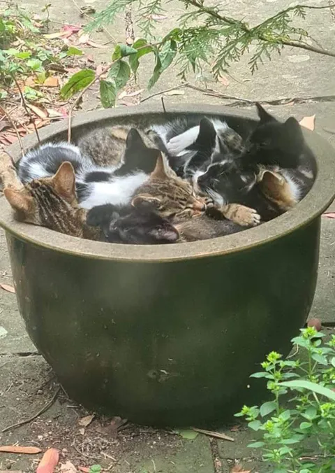 My friends grandad feeds the local strays, this is what he woke up to today