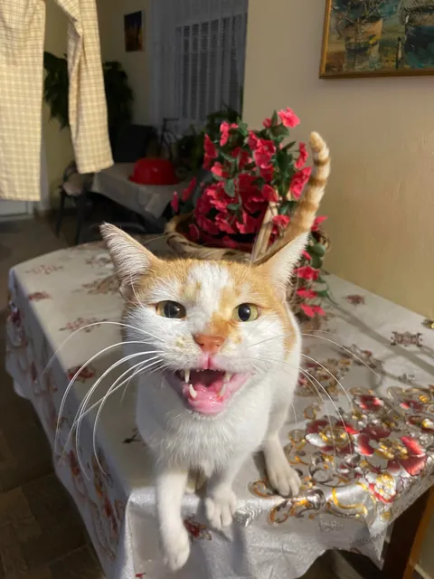 Looks like she took a seflie 😹