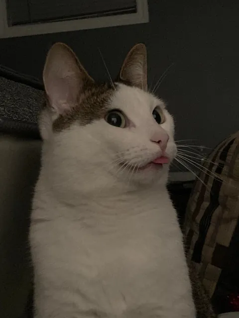 My silly little guy likes to stick his tongue out at times so I took a bunch of pictures! Choose the best ones!