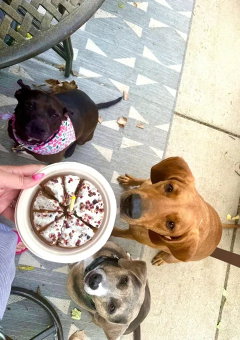 Happy National Black Dog Day! 🖤 Waffles is the best around. She was overlooked in the shelter for 730 longggg days.