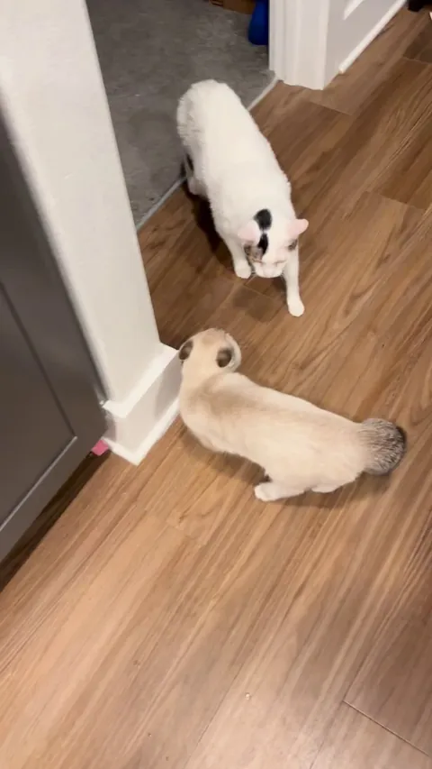 Gave our big cat a bath and the little guy did not recognize her after