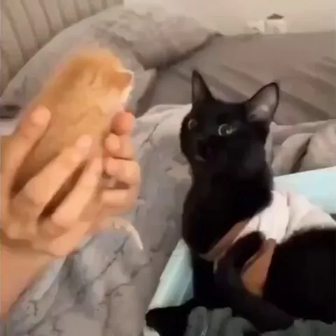 A mother cat lost its kitten, so the owners got another kitten for the mother to take care of.