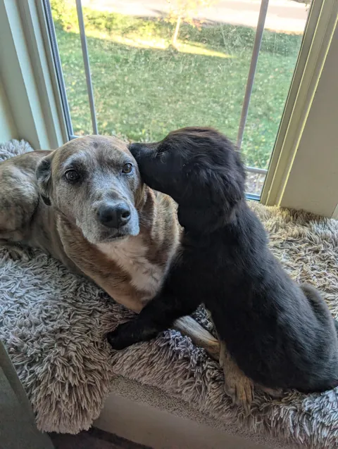 Daisy is getting more comfortable with puppy smooches
