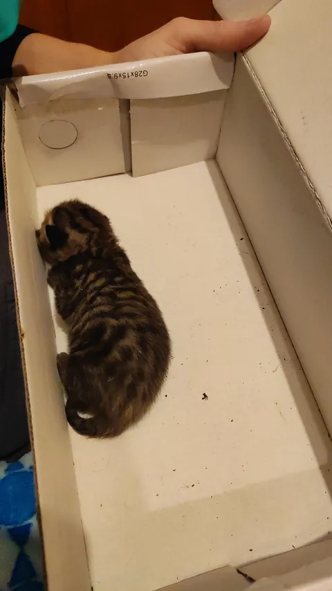 My girlfriend rescued this cat from the trash, he was in a bag along with 3 other dead cats.