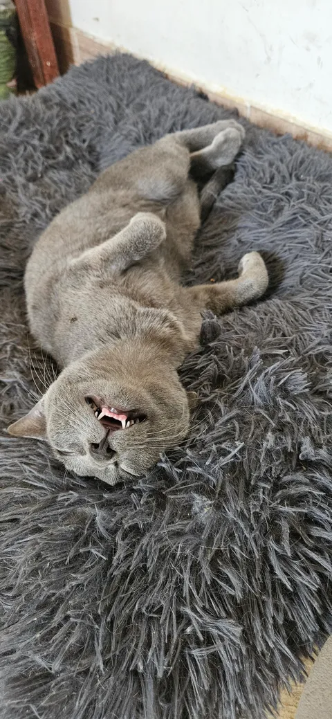 Show me your cats knocked out!