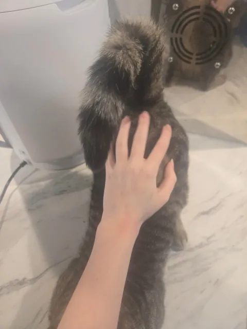 Is he fat or just big