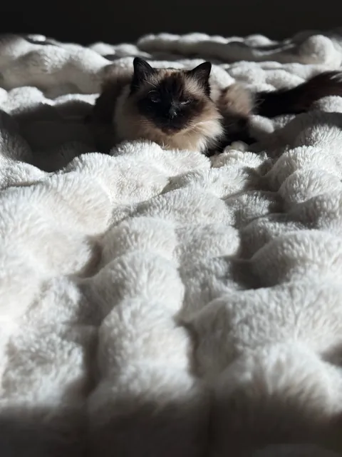 Peak leaf season baths in MN were wonderful this year. Pay the cat tax!