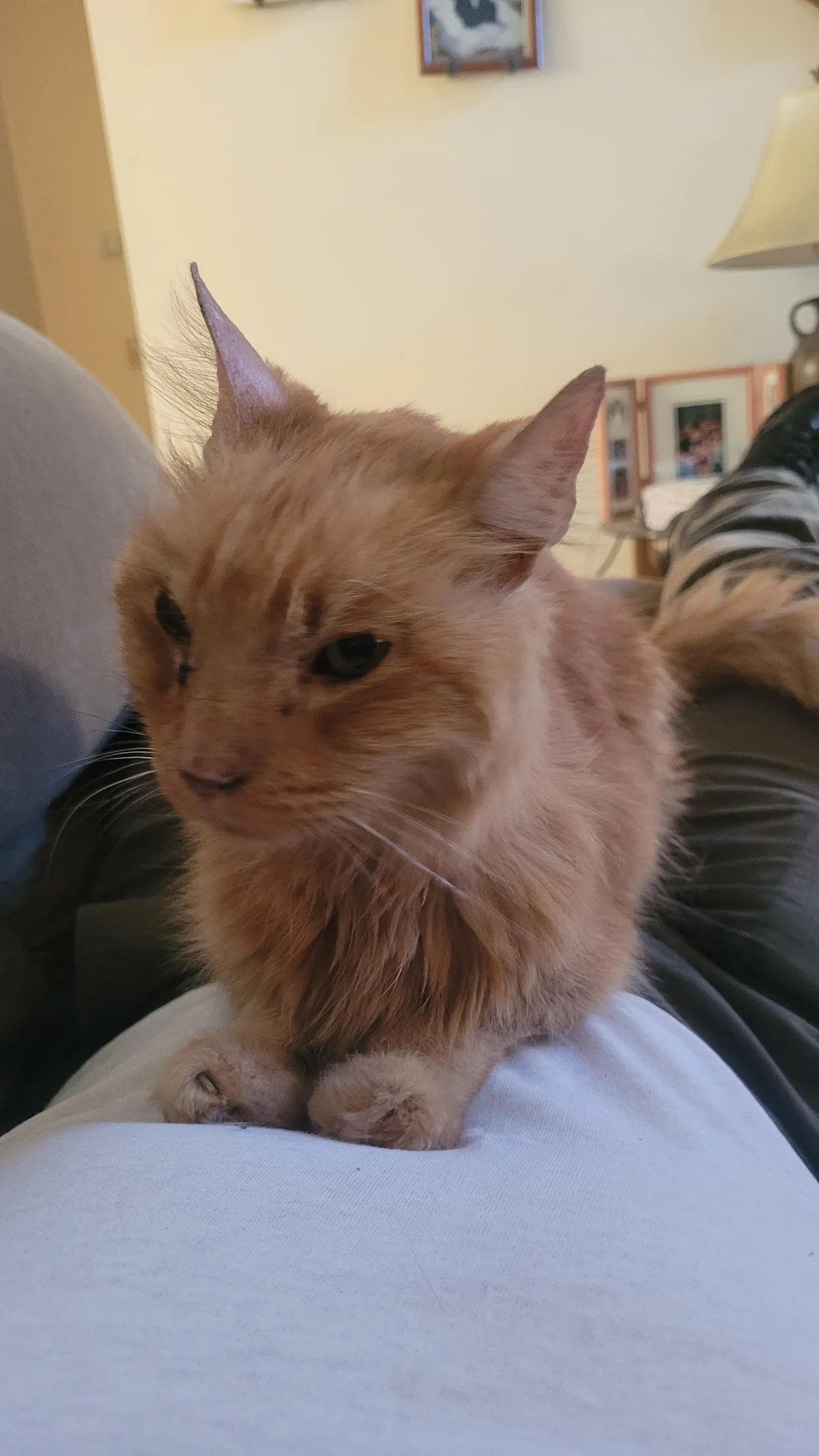 The hardest I cried in years, this little soldier saved my life countless times in my darkest moments fighting depression. His tour is over after 15 years he did a great job its time for him to rest. Lion 2007-2022