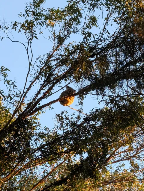 [OC] Almost got taken out by this guy today. Drop bears don’t mess around.