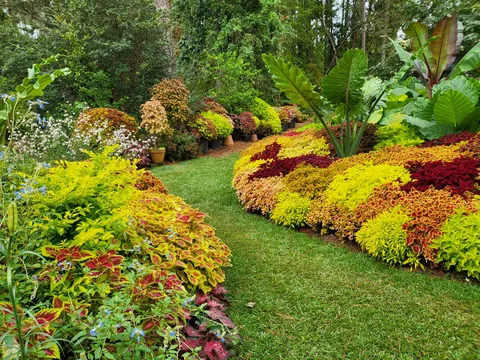 Tropical bedding with coleus