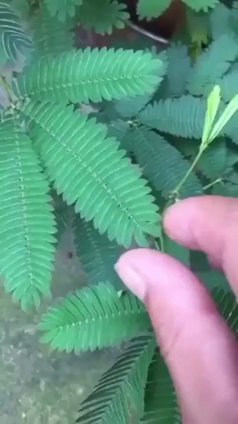 The defence mechanism used by the Mimosa Pudica plant, possibly to resist the attack from herbivores