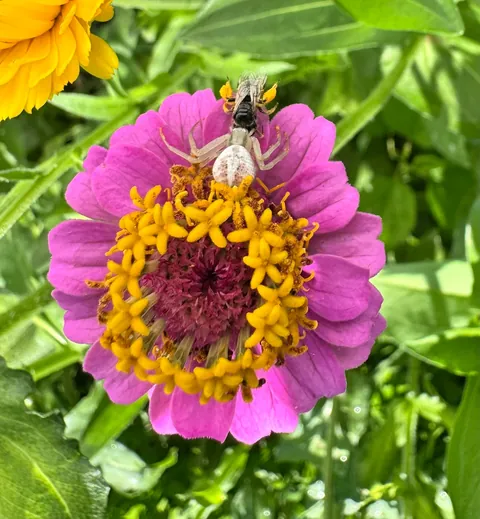 Homegirl has claimed this flower as her own.