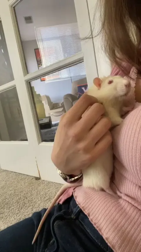 My small dog getting pets