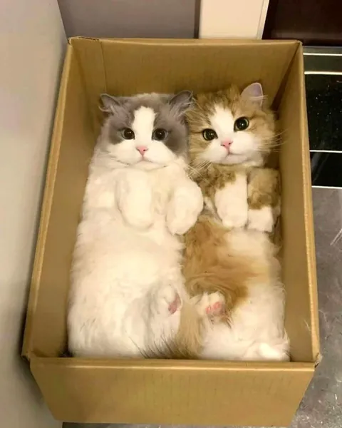 they’re so cute! ❤️