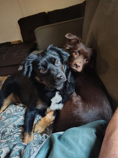 Freyja (left) and Minerva. Mini Aussie doodle sisters. [OC]