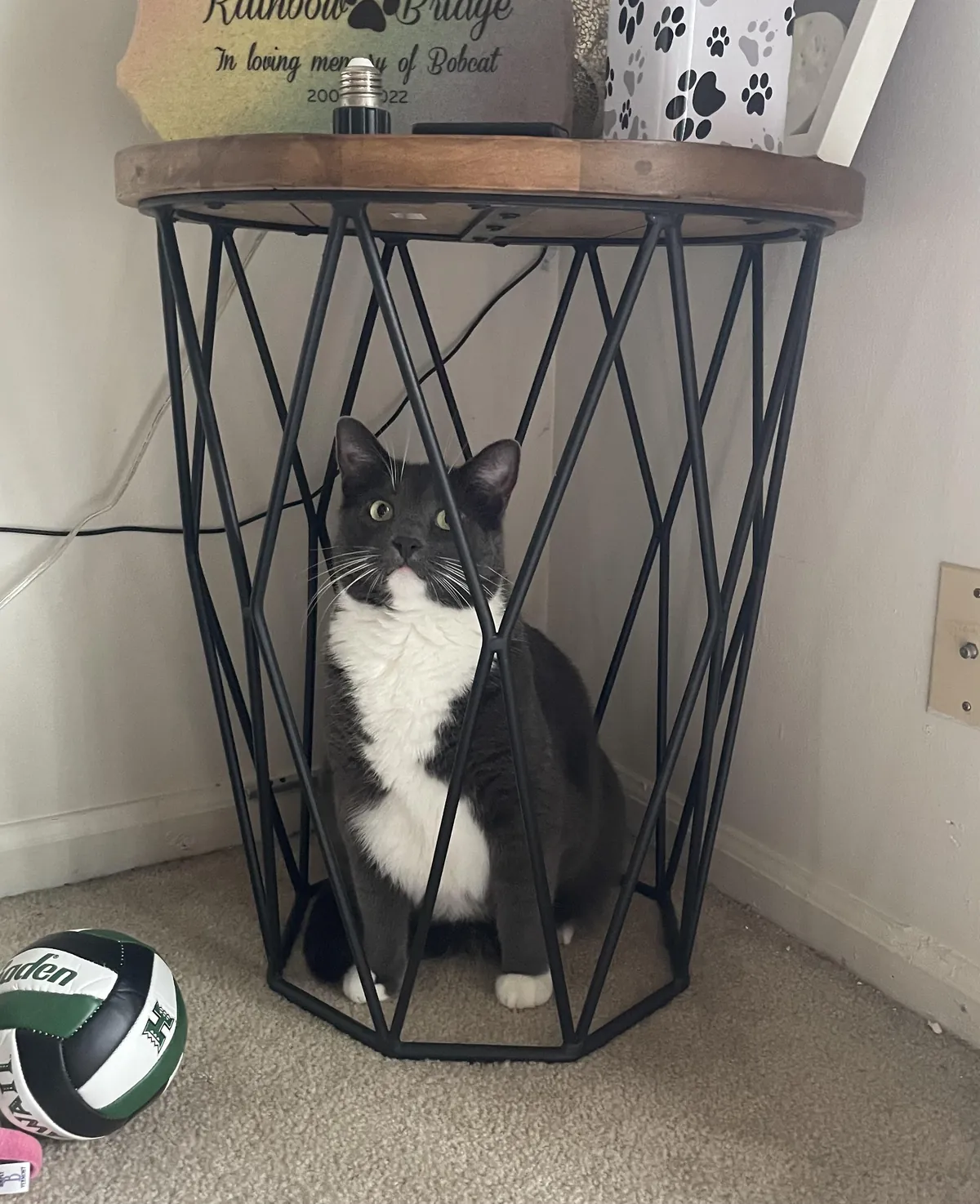 Despite all my rage, I am still just a cat in a cage
