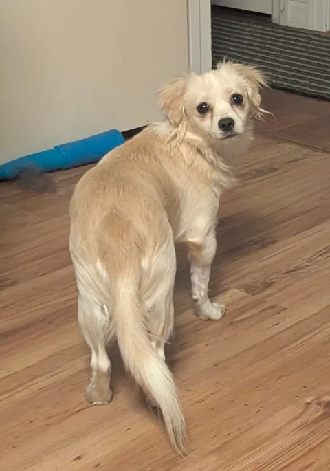 Meet my new fren Maui. His howls sound like a whistle, but it's a mighty howl. He doesn't quite trust me yet.