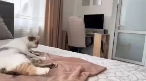 Dog's reaction to meeting best friend's babies for the first time..🐈🐶