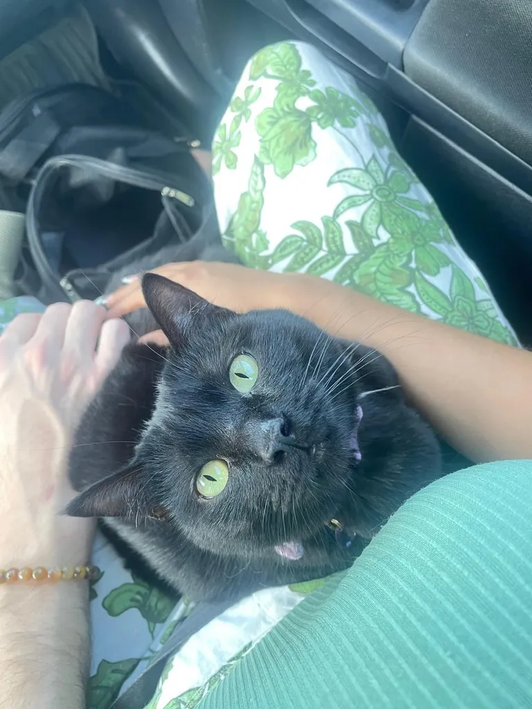 Took babygirl for a ride today 🖤🐾