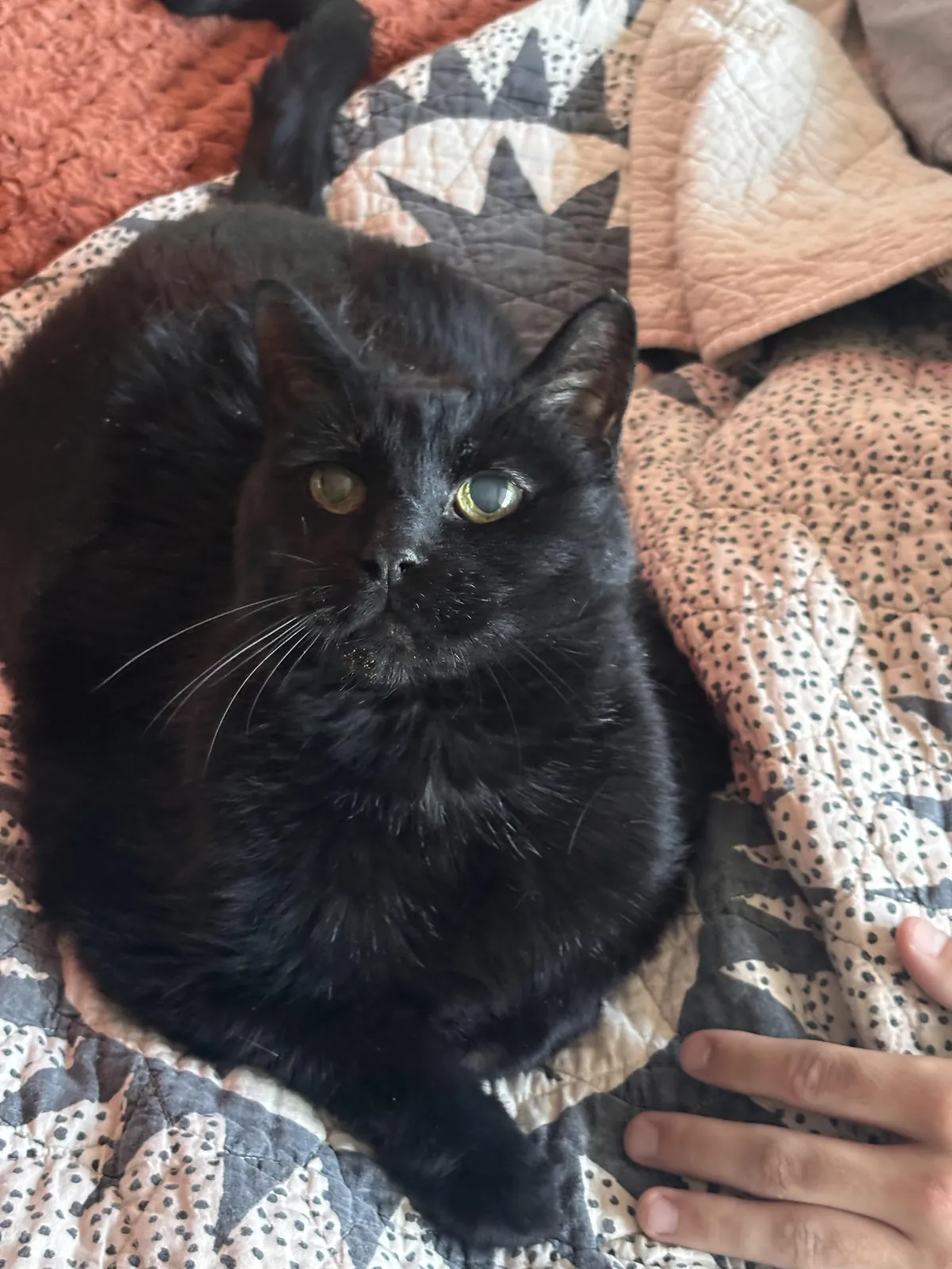 My cat, Vegas, is 22 today!