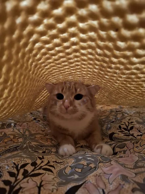 No brain in her head, just :3