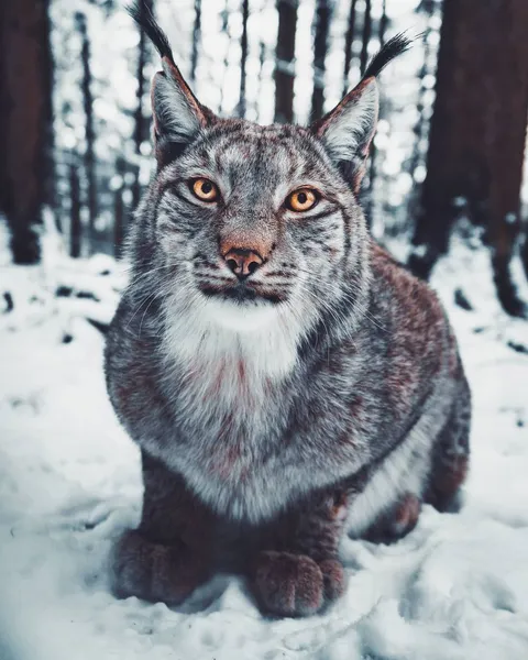 🔥 This Mountain Lynx