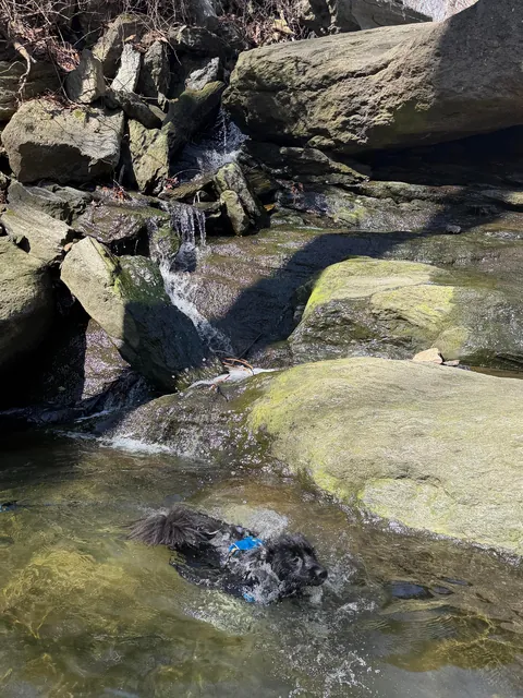 How it started -> How it’s going! Blessed to have found my best friend and adventure partner in a crowded rescue.