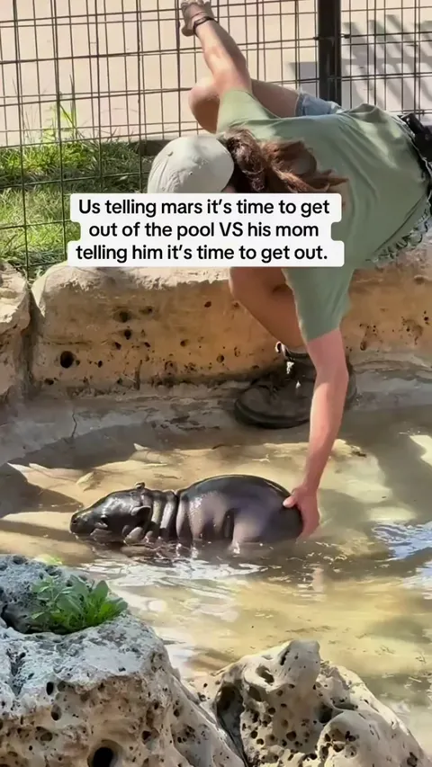 Baby hippo doesn't want out of the pool