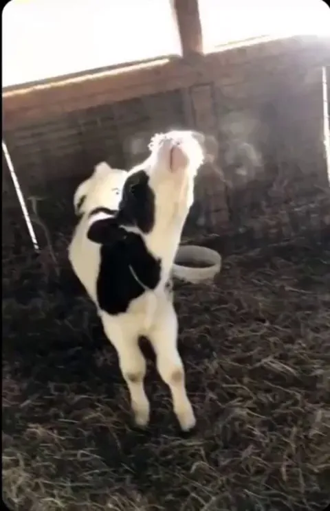 Cow experimenting with condensation