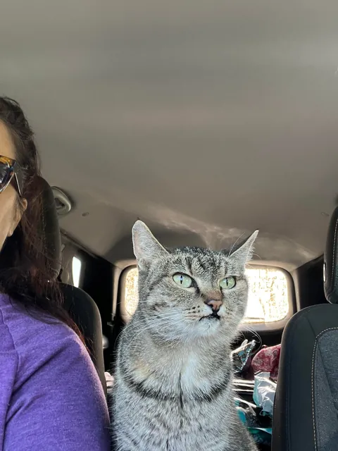 Goodbye my sweet girl