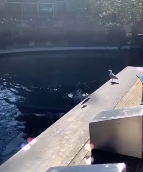 Dolphin teases seagull with a fish