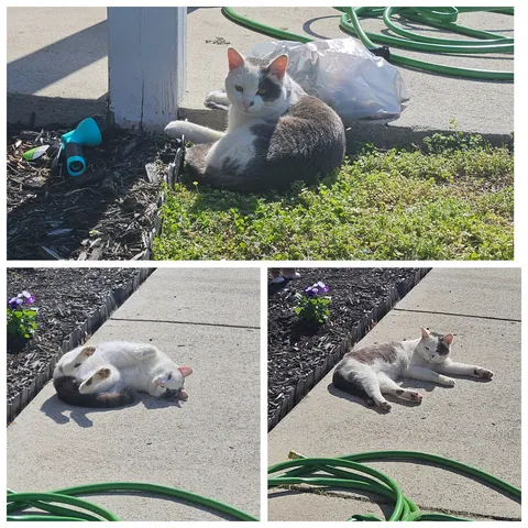 One of the neighborhood cats was my gardening buddy yesterday
