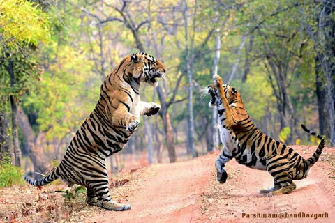 🔥 A Tiger and Tigress in the middle of an altercation in Bandhavgarh National Park back in 2018. She’s dwarfed by him.
