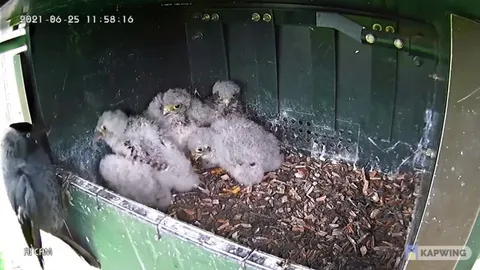 Person rescues kestrel chick from jackdaw, and installs protection on the raptor box.