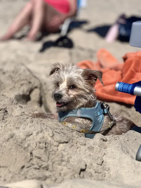 My sisters’s little chihuahua mix, Pretzel. We love Pretzel. Pretzel is a very good boy.
