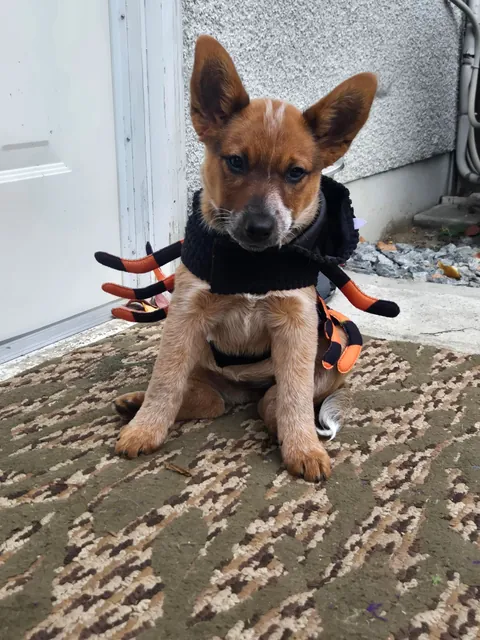 Henlo frens! I is the Toffee bebe!