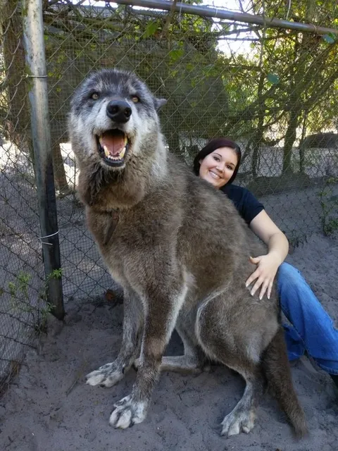 Im the girl from the "giant" wolf post. Here's another one of our rescues, Yuki.