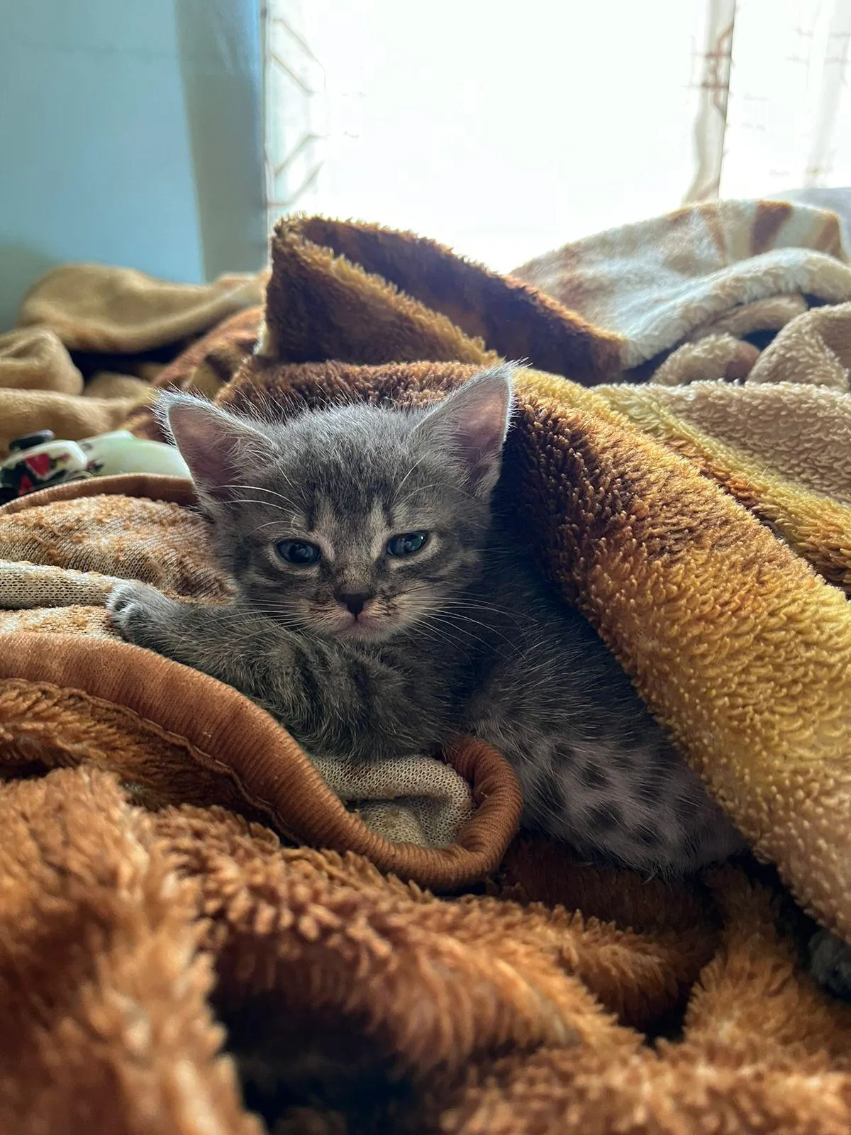 My little lion says hello to you