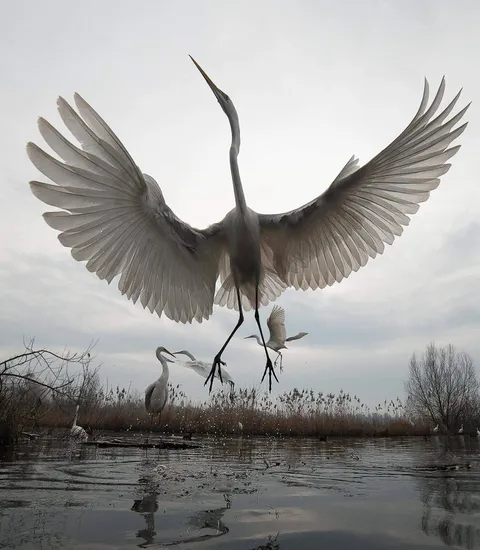 🔥 "Great Egrets Take Flight" In Hungary, 
Photographers: Zsolt Kudich and Réka Zsirmon