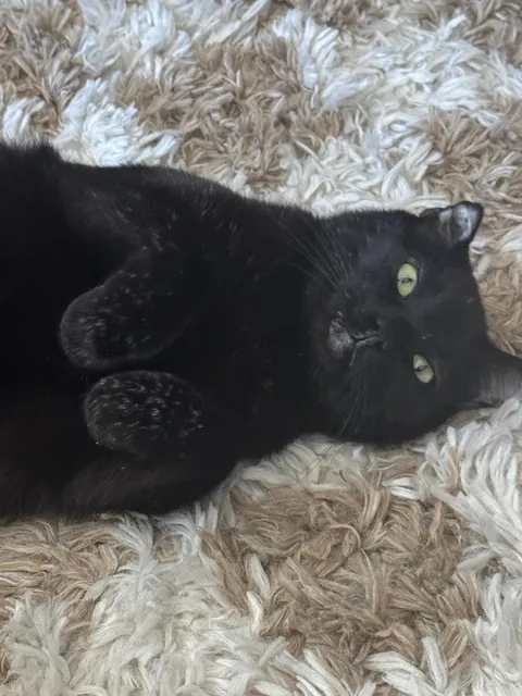 I lost my soul cat 💔