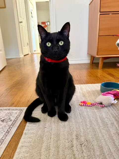 Foster Fail. Welcome home, Vinny!