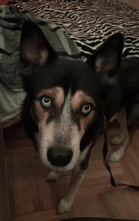 Bax wants to steal my shawarma before he goes for a walk 