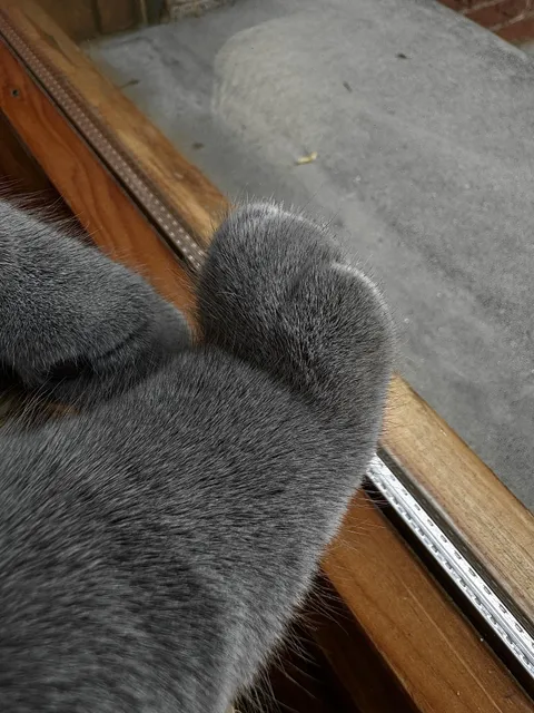 The softest paw you’ll see today 