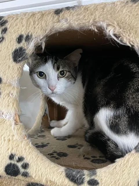 Weekly shelter volunteer: cleaner, not feeder