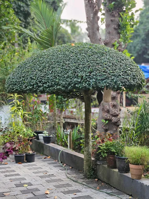 Dad spent almost 8 years transforming a random weed into this. Thought you guys might appreciate the effort.