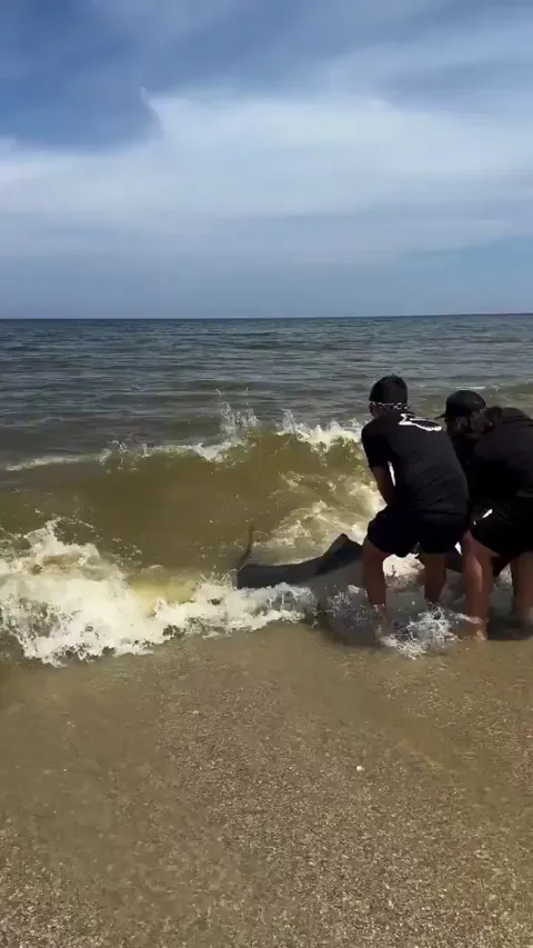 Saving a Tiger Shark from fishing line.