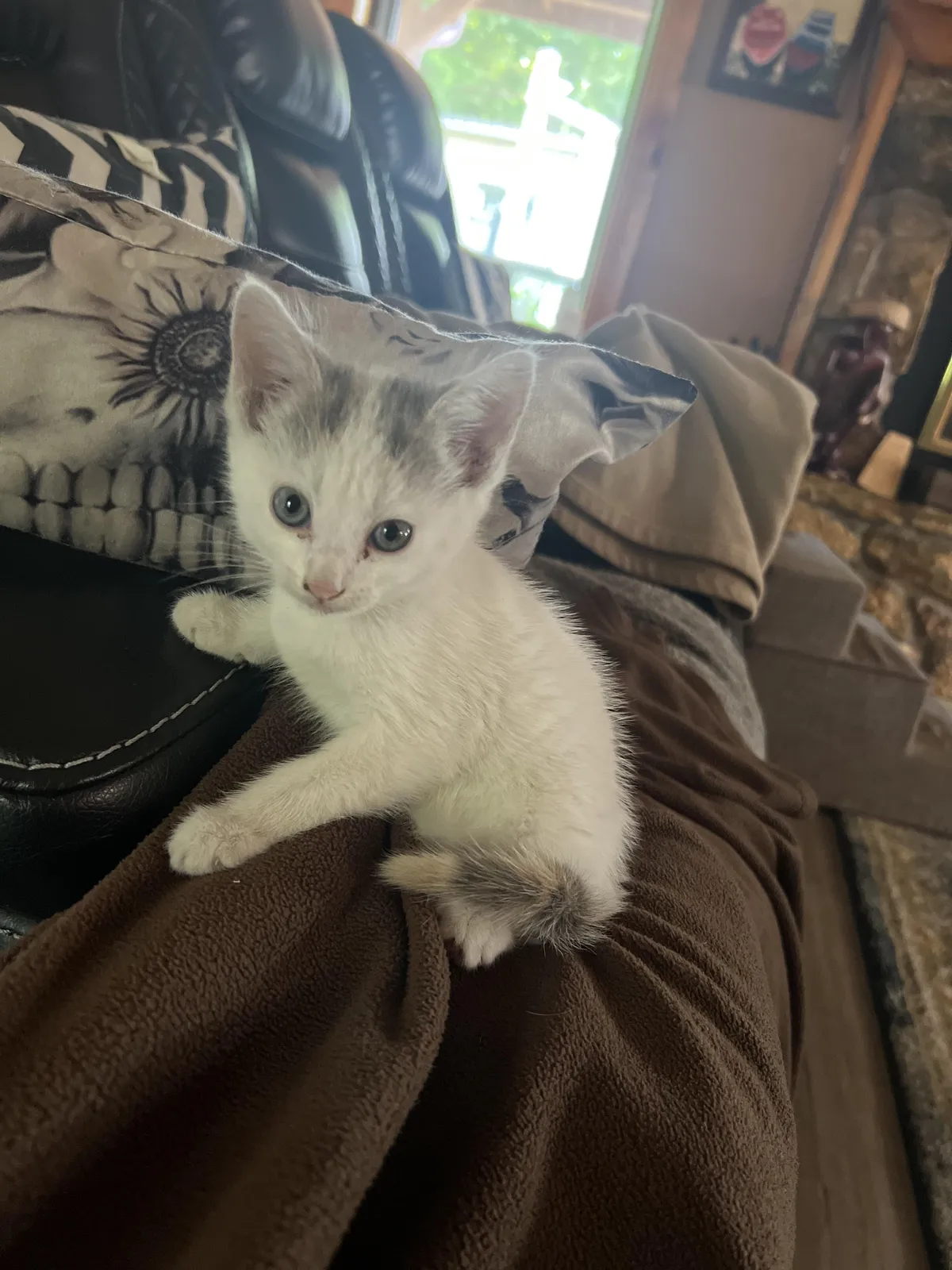 Feral kitten my staff found outside my business