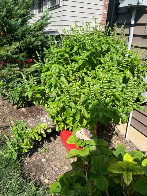One of the biggest basil plants I've ever seen
