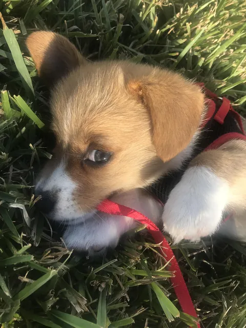 My corgi when she was a baby